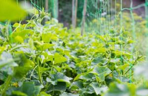 Сетка шпалерная (в упаковке) Л 2х10м(1шт=20м2)